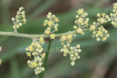 Ventilago maderaspatana